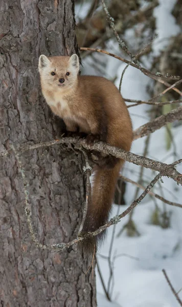 Pine Marten Sentado Árvore Banff National Park Alberta Canadá — Fotografia de Stock