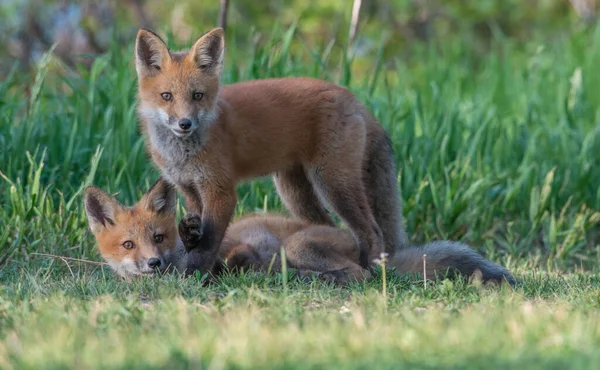 自然の中で一緒にかわいい赤狐 — ストック写真