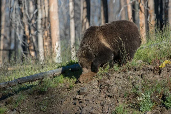 Medvědi Grizzly Divočině — Stock fotografie