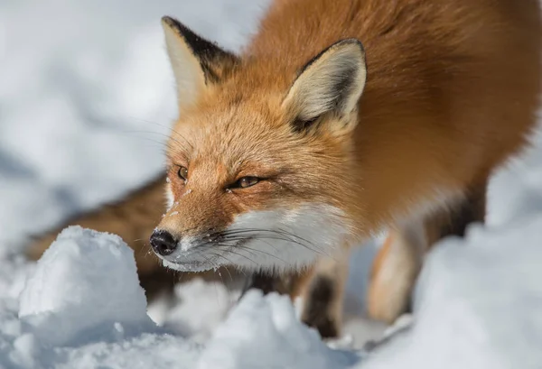 Rode Vos Het Wild — Stockfoto