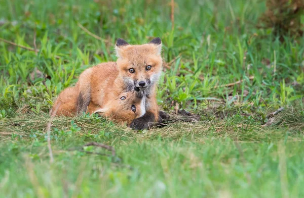 Schilderachtig Uitzicht Prachtige Rode Vos Park — Stockfoto