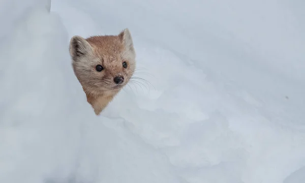 Pine Marten Περπάτημα Στο Χιόνι Banff National Park Αλμπέρτα Καναδάς — Φωτογραφία Αρχείου