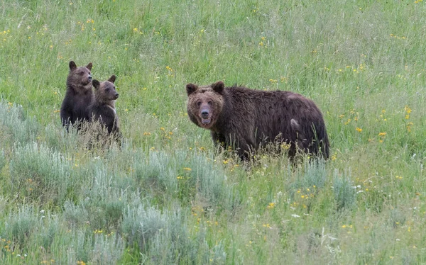 Orso Grizzly Natura — Foto Stock