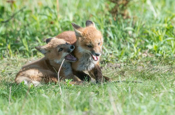 Roztomilé Červené Lišky Spolu Trávě Divoké Přírodě — Stock fotografie