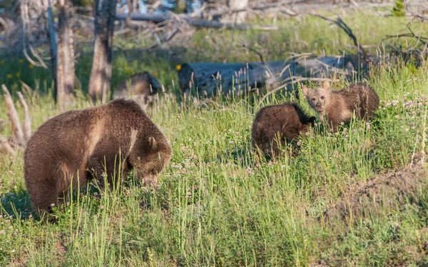 Grizzlybjörnar Naturen — Stockfoto