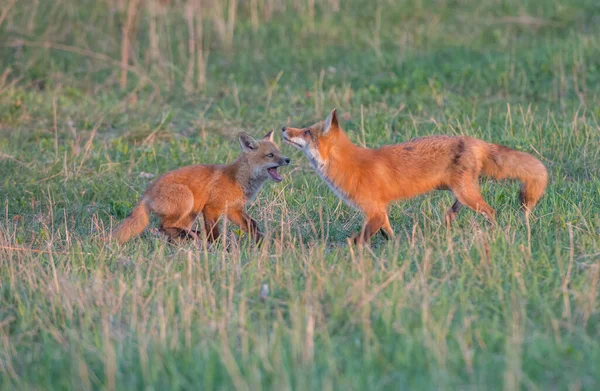 野生の自然界の草の上で一緒にかわいい赤いキツネ — ストック写真