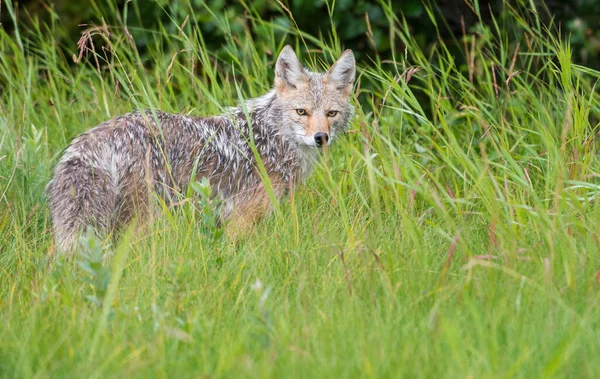 Coyote Buiten Hinton Alberta — Stockfoto