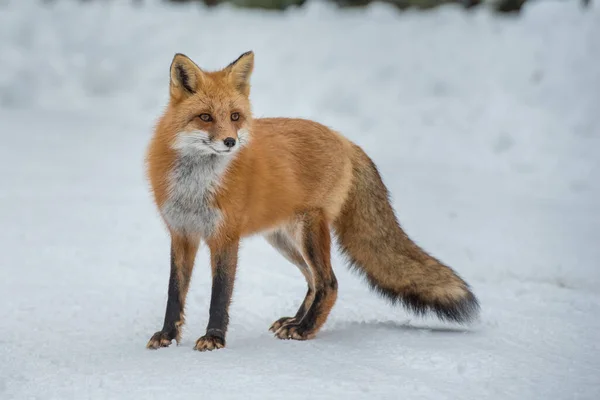 Renard Roux Dans Nature — Photo