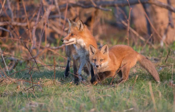 Cute Red Foxes Together Captured Park Stock Photo by ©jill@ghostbear ...