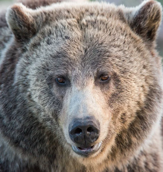 Niedźwiedź Grizzly Dziczy — Zdjęcie stockowe