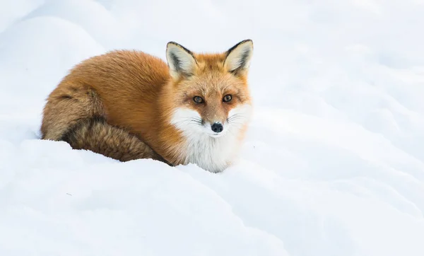 Rotfuchs Freier Wildbahn — Stockfoto