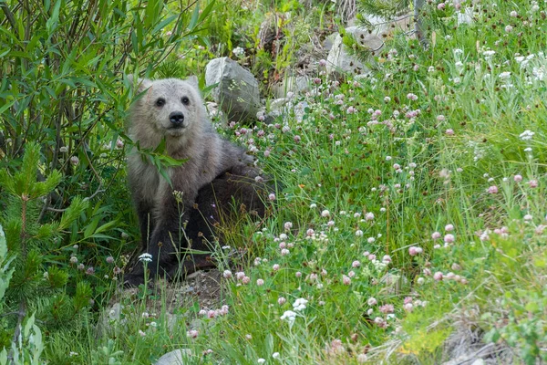 Grizzly Urso Família Natureza — Fotografia de Stock