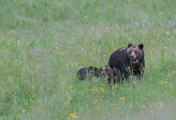 Grizzly Urso Família Natureza — Fotografia de Stock