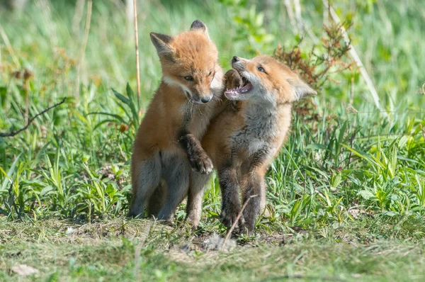 Carino Volpi Rosse Insieme Catturati Parco — Foto Stock