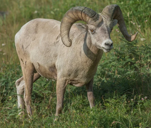 Bighorn Schapen Het Wild — Stockfoto