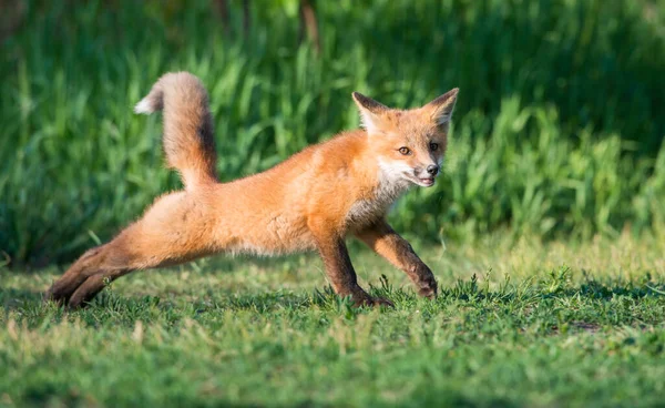 Rode Vos Het Wild — Stockfoto