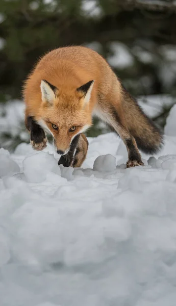 Rode Vos Het Wild — Stockfoto