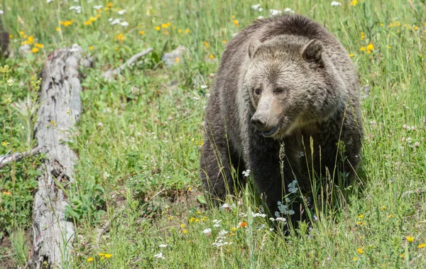 Urso Pardo Natureza — Fotografia de Stock