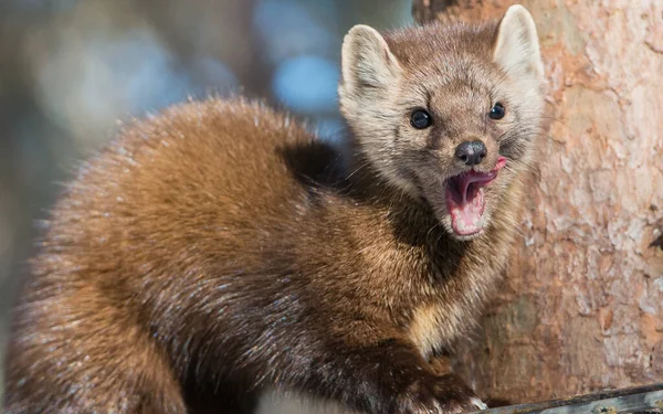 Pine Marten Sentado Árvore Banff National Park Alberta Canadá — Fotografia de Stock