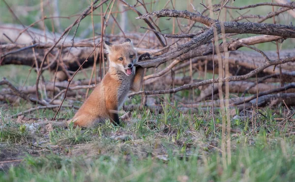 Schilderachtig Uitzicht Prachtige Rode Vos Park — Stockfoto