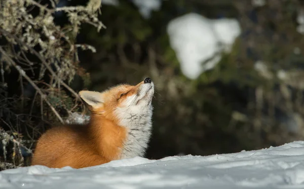 Volpe Rossa Natura — Foto Stock