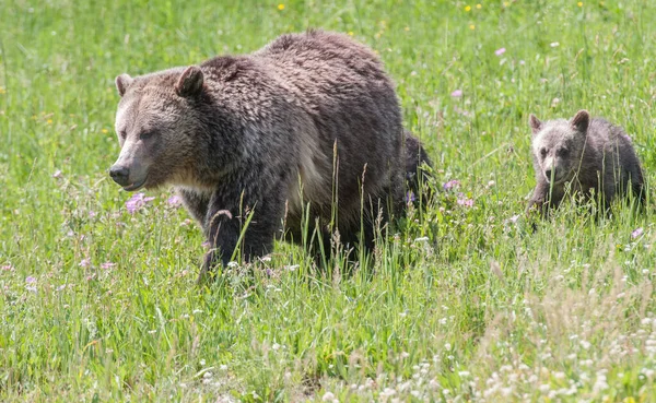 Grizzlis Dans Nature — Photo