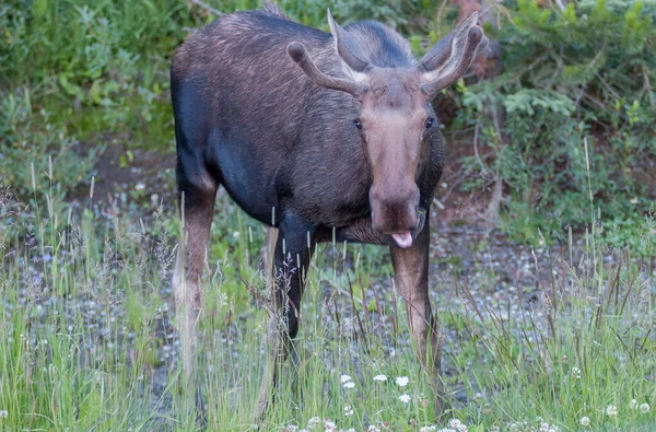 Stier Eland Het Wild — Stockfoto