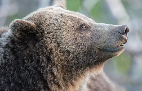 Грізлі Ведмеді Дикій Природі — стокове фото