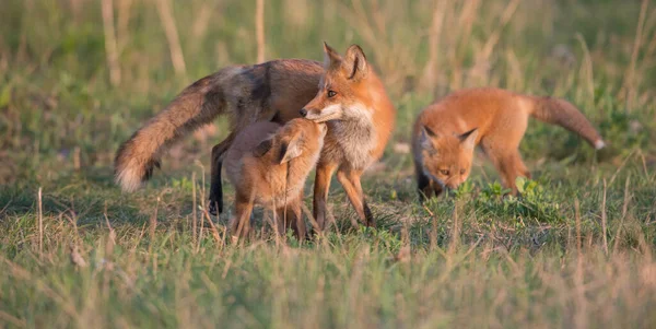 Carino Volpi Rosse Insieme Catturati Parco — Foto Stock