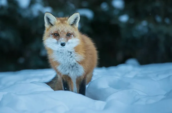 Rode Vos Het Wild — Stockfoto