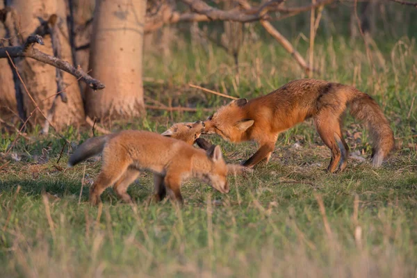 Schattige Rode Vossen Samen Gevangen Park — Stockfoto