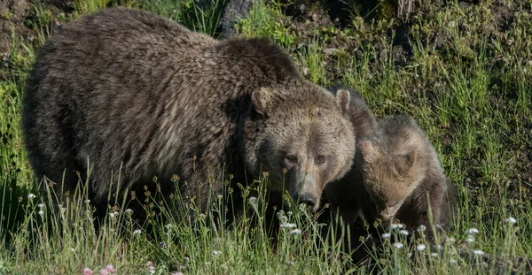 Grizzlis Dans Nature — Photo