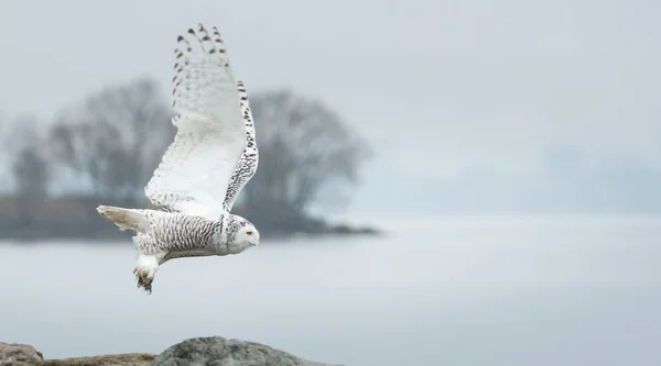Snowy Owl Toronto Sam Smith Park 2014 — стоковое фото