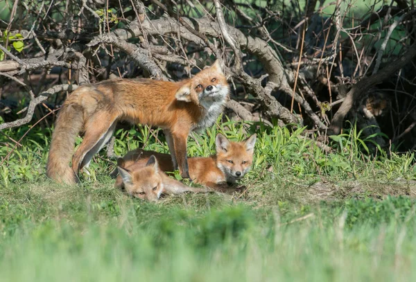 Parkta Yakalanan Sevimli Kızıl Tilkiler — Stok fotoğraf