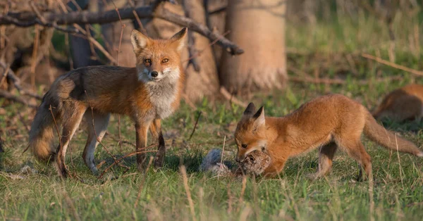 Lindos Zorros Rojos Juntos Hierba Naturaleza Salvaje —  Fotos de Stock