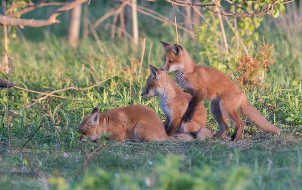 Niedliche Rotfüchse Gemeinsam Der Natur — Stockfoto
