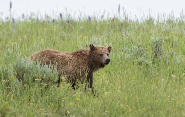 Brązowy Niedźwiedź Grizzly Dzikiej Przyrody — Zdjęcie stockowe