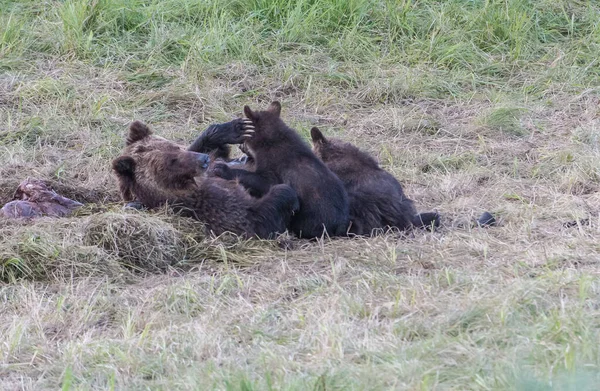 Beruang Grizzly Alam Liar — Stok Foto