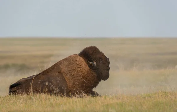 Bison Wild — Stock Photo, Image