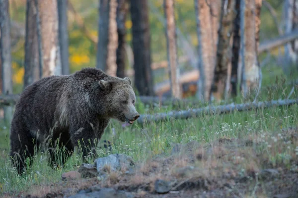 Grizzlyberen Het Wild — Stockfoto