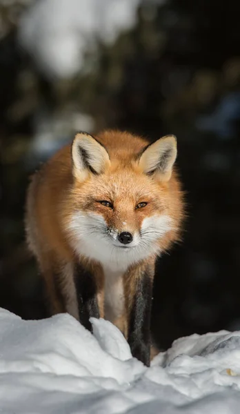 Renard Roux Dans Nature — Photo