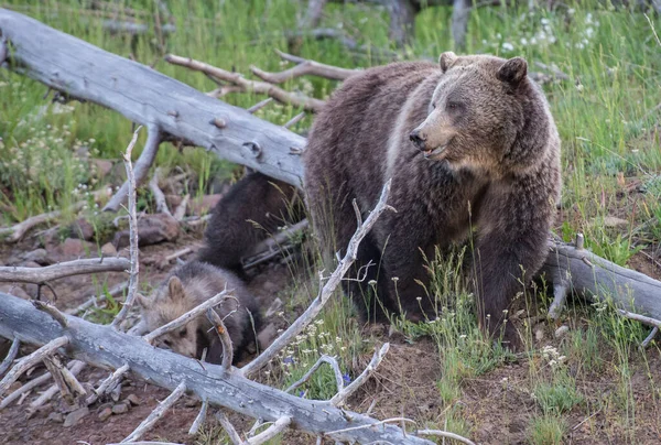 Grizzlybjörnar Naturen — Stockfoto