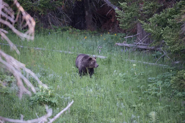 Grizzly Bears Wild — Stock Photo, Image