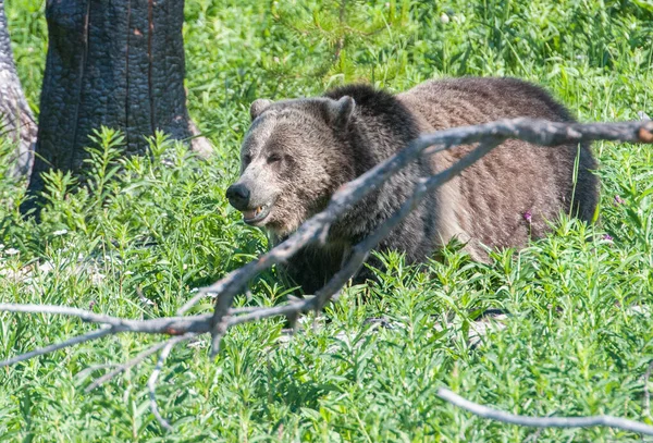 Orsi Grizzly Natura — Foto Stock