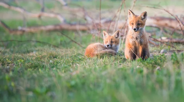 公園で一緒に捕獲されたかわいい赤いキツネ — ストック写真