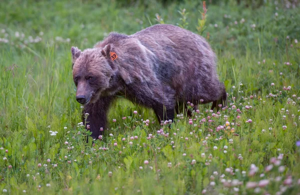 Grizzly Medve Vadonban — Stock Fotó