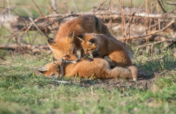 귀여운 여우들이 — 스톡 사진