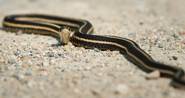Detailní Pohled Plazení Hadů Zemi — Stock fotografie