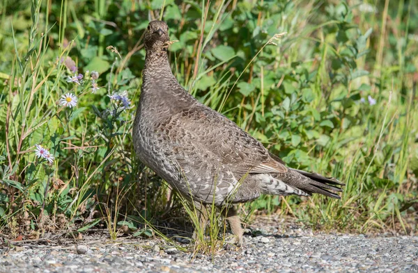 Gros Plan Tétras Dans Nature Sauvage Canada — Photo