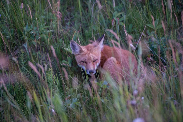 Lindos Zorros Rojos Hierba Naturaleza Salvaje — Foto de Stock